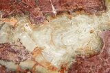 Beautiful Petrified Wood (Araucaria) Slab - Madagascar #361465-1